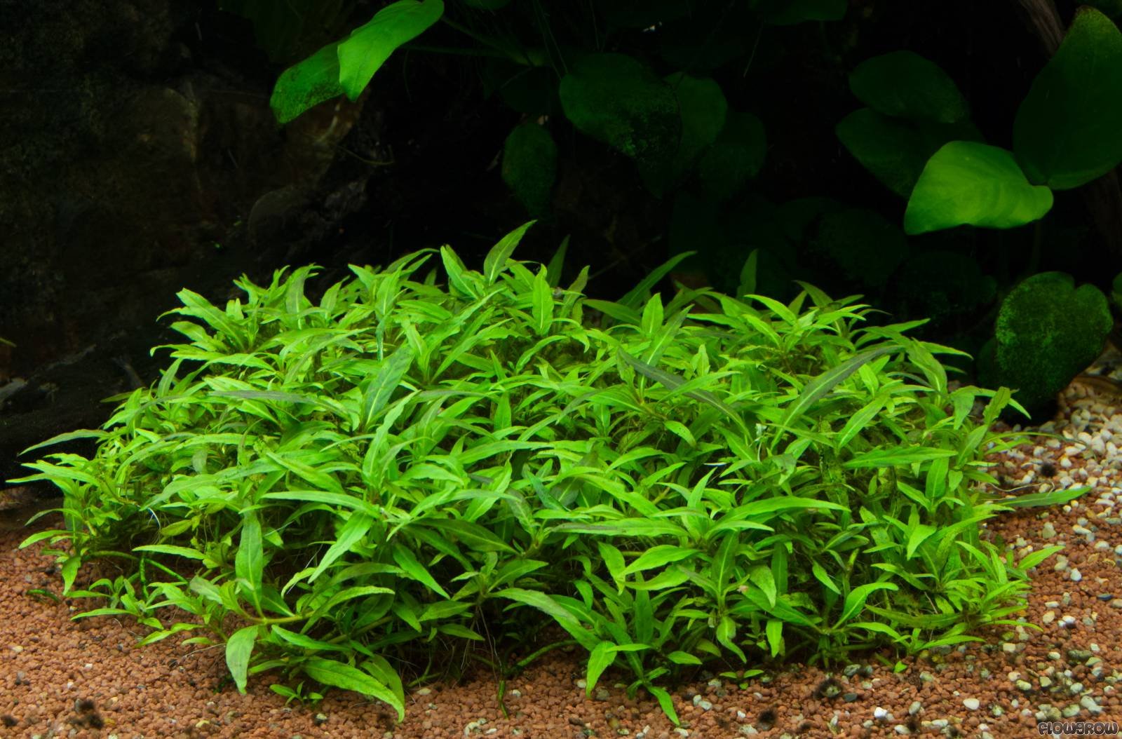 Maalavya Staurogyne SP. Porto Velho Live Aquarium Aquatic Plant (8 to 10 Stems) with Pot (Pack Of 2) (B0BNJ7SSWW) Amazon Price History, Amazon Price Tracker