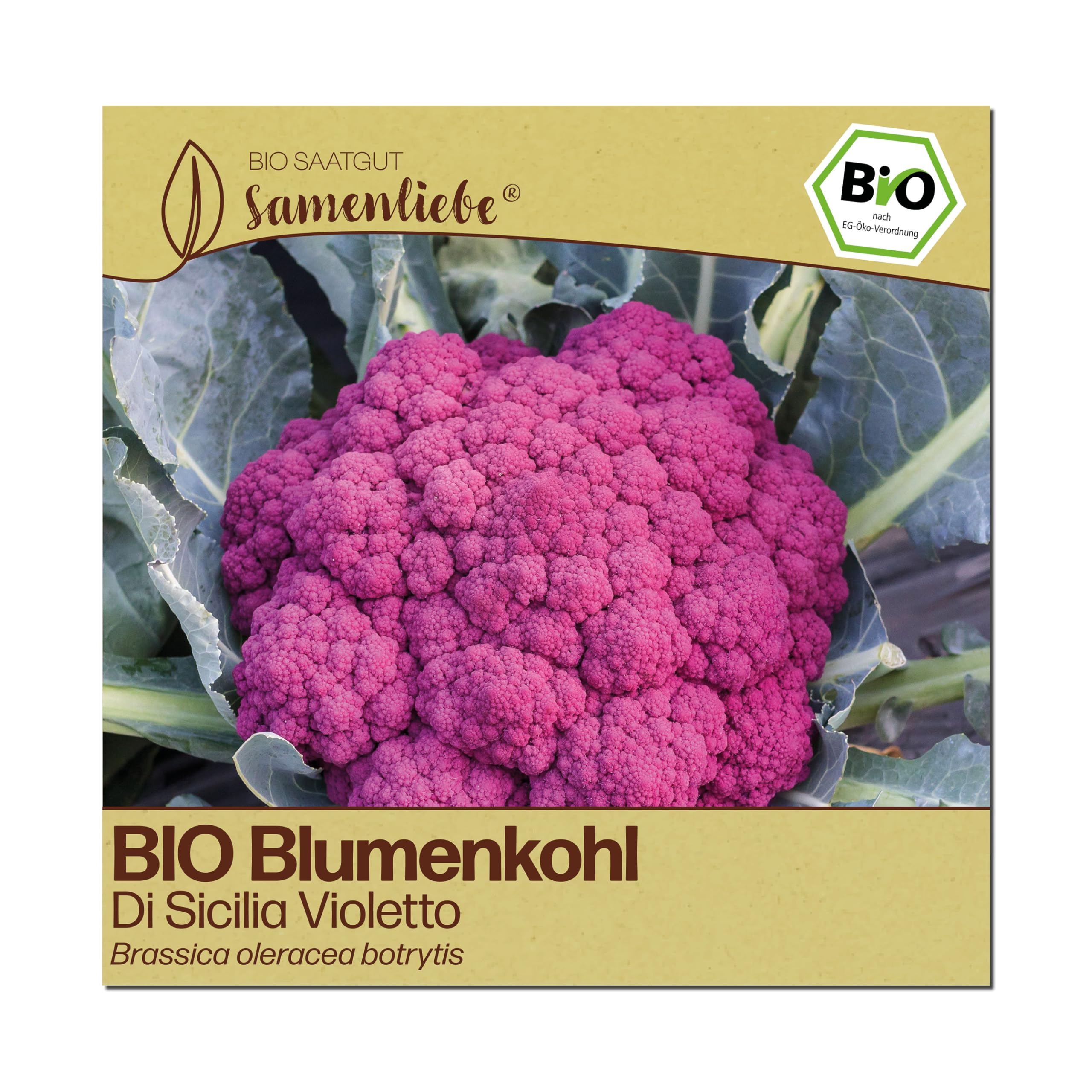 Samenliebe BIO Blumenkohl Samen | Di Sicilia Violetto - italienisch & violett - samenfestes BIO Saatgut