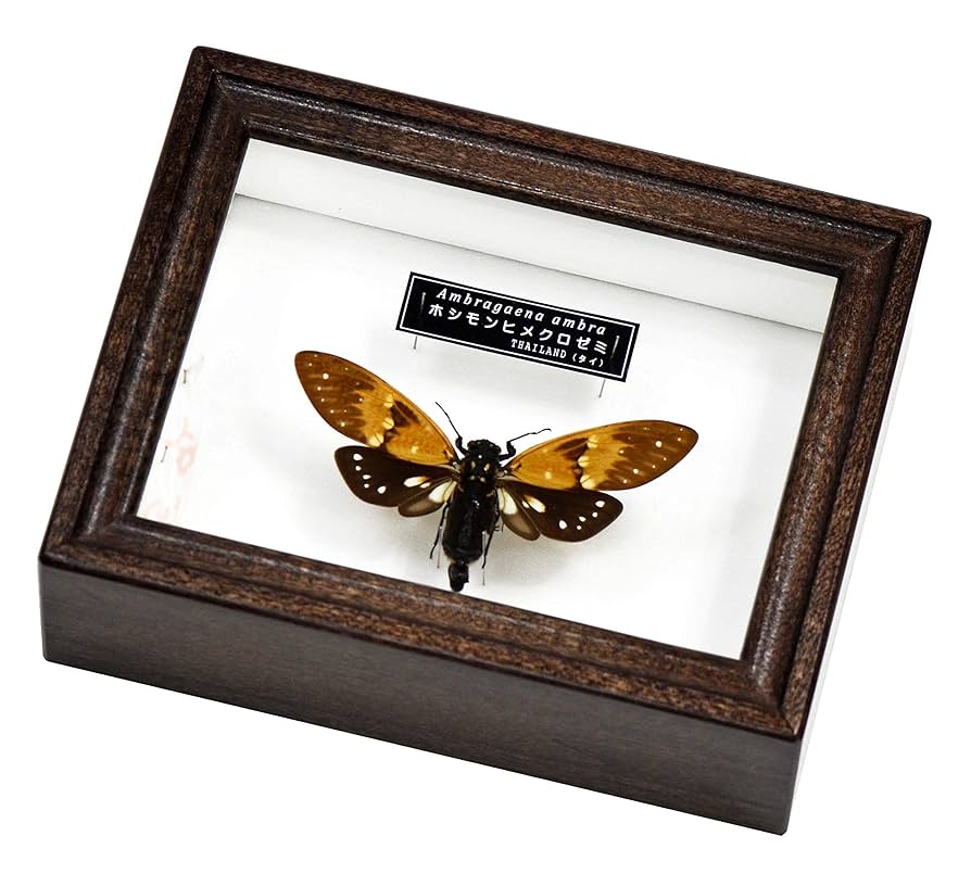 シュタイフ 松姫 2003年 MATUHIME Gekijouban Macross F: Itsuwarino Utahime - Hybrid Pack for