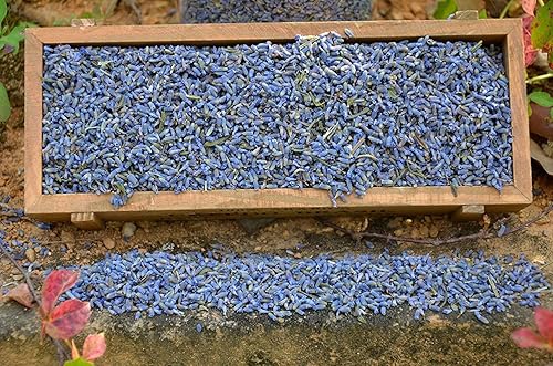 Lavandula Dentata, 16 onzas de capullo seco de lavanda, brotes de flores de lavanda secas de tierras altas