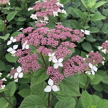 Invincibelle Lace - Smooth Hydrangea - Pink Blooms - 4 Pot - Proven Winners