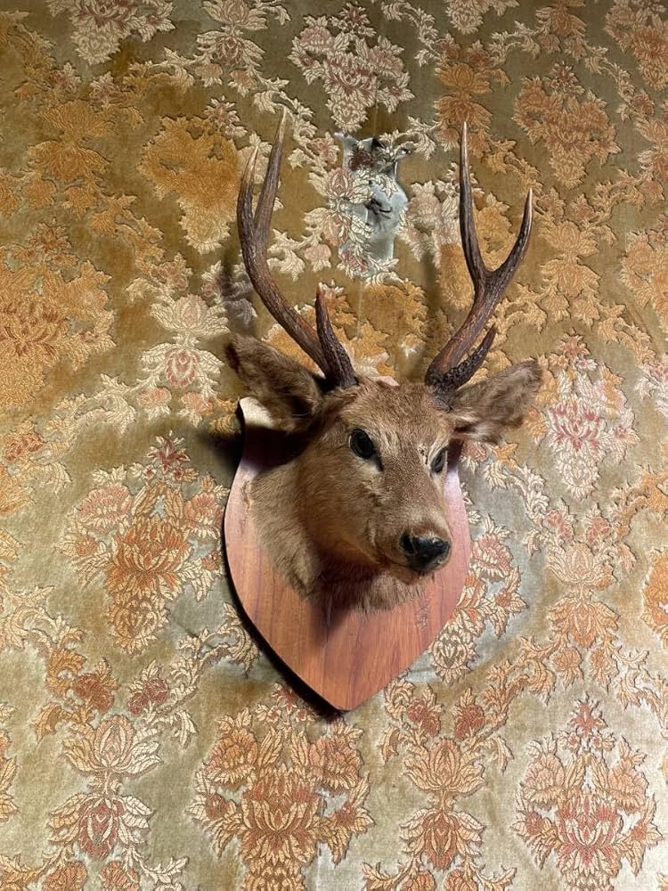 鹿の剥製 ハンティングトロフィー 鹿のハンティングトロフィー | 博物と古物の奇妙な雑貨店