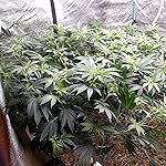 Review Image by Allen Allen