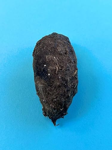 Miniatura 3 de Mountain Home Biological Inc Pellets de búho gigante paquete de 5 con hoja de clasificación de huesos