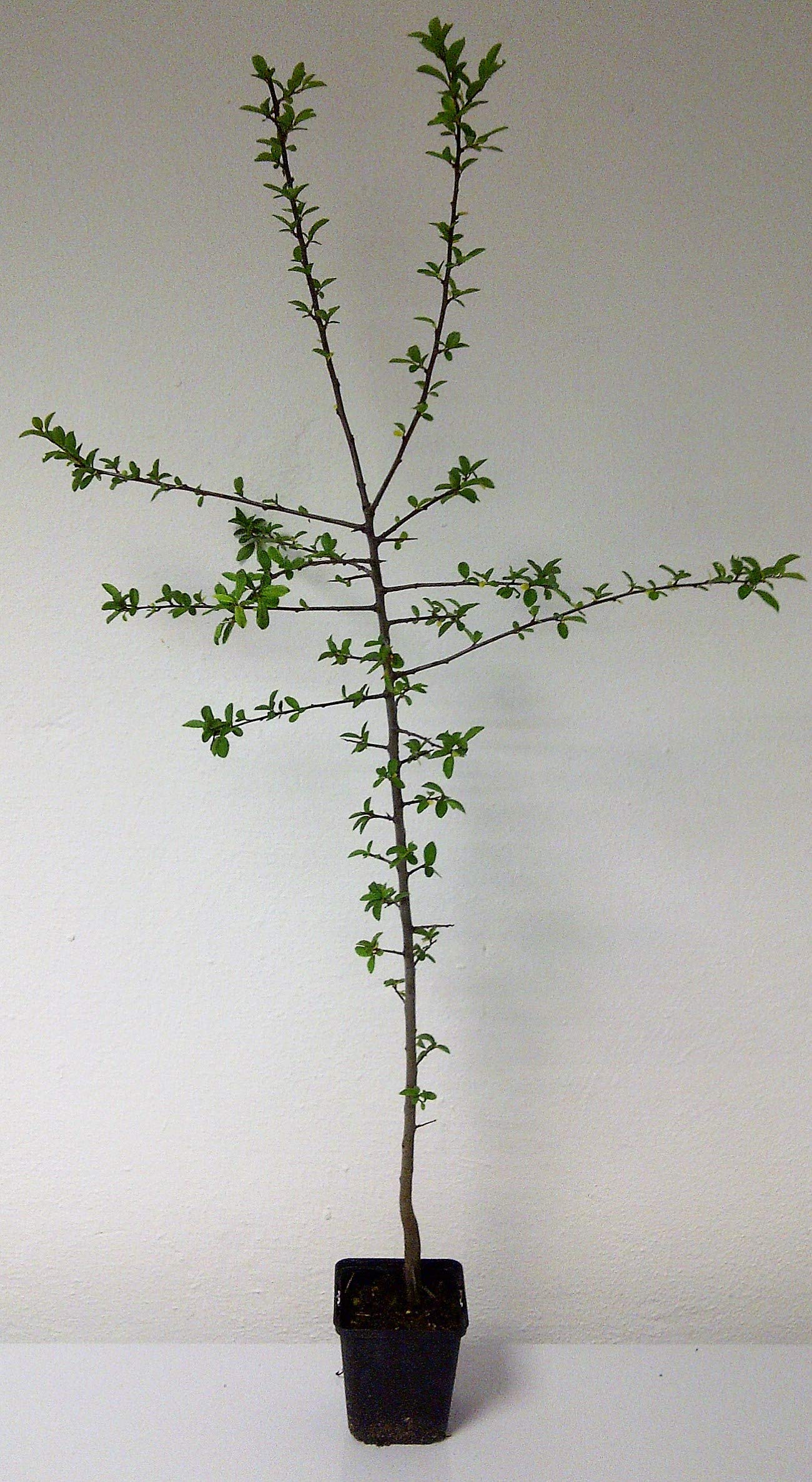 Schlehe / Schwarzdorn 40-60 Cm - Winterharte Heckenpflanze Für Garten