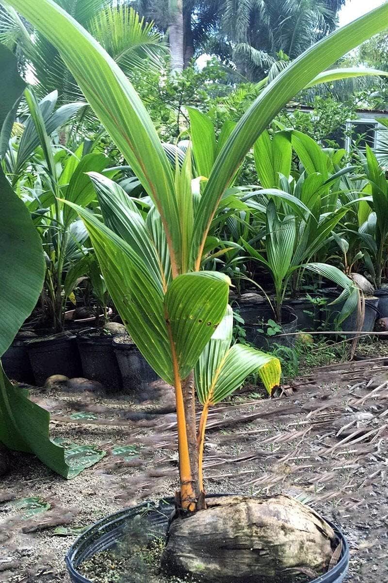 MSK EVER GREEN Live (combo pack of 2) nariyal Plant Hybrid Quality Dwarf Coconut Healthy plant with black plastic pot (B0CLXTP1CG) Amazon Price History, Amazon Price Tracker