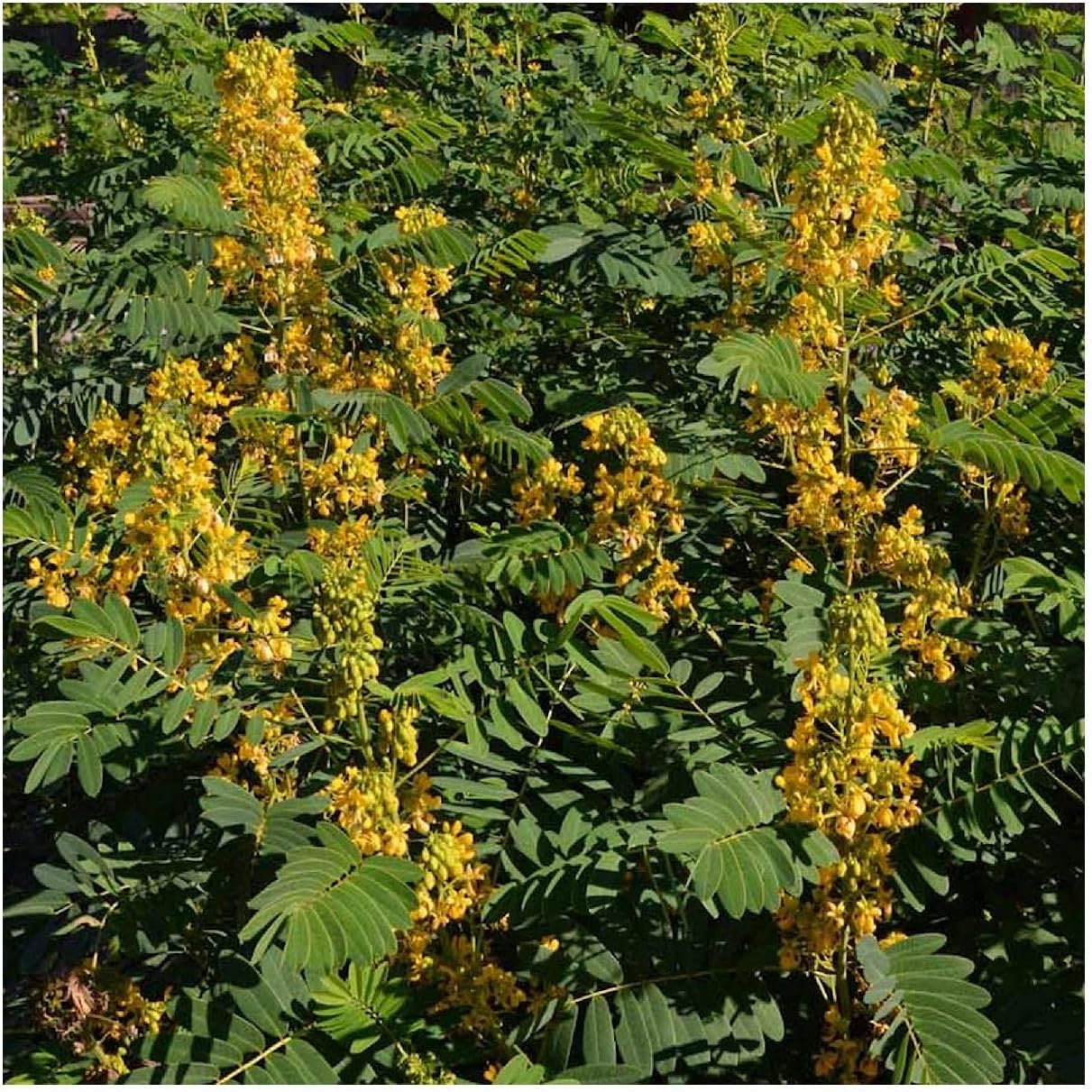 Everwilde Farms - 1 Lb Wild Senna Native Wildflower Seeds - Gold Vault