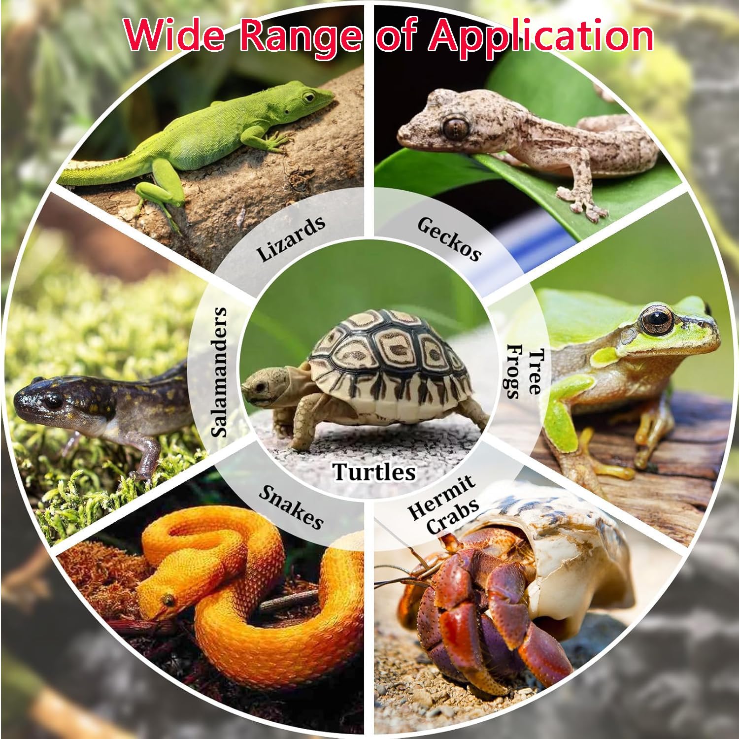 MEISO Bassin pour Tortue, Baignoire pour Reptiles, Bassin Tortue Terrestre en Plastique avec Rampe Antidérapante, Piscine pour Tortues, Bol d'eau pour Reptile, Gamelle Reptiles avec Drainage