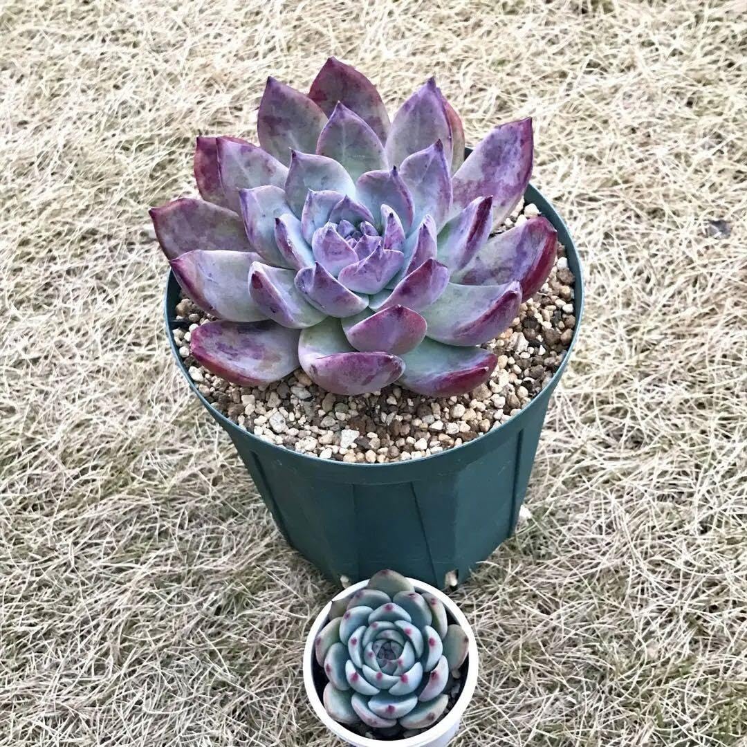 Amazon.co.jp: 国産 コロラータ fa コロラータ 国内実生 抜き苗発送  