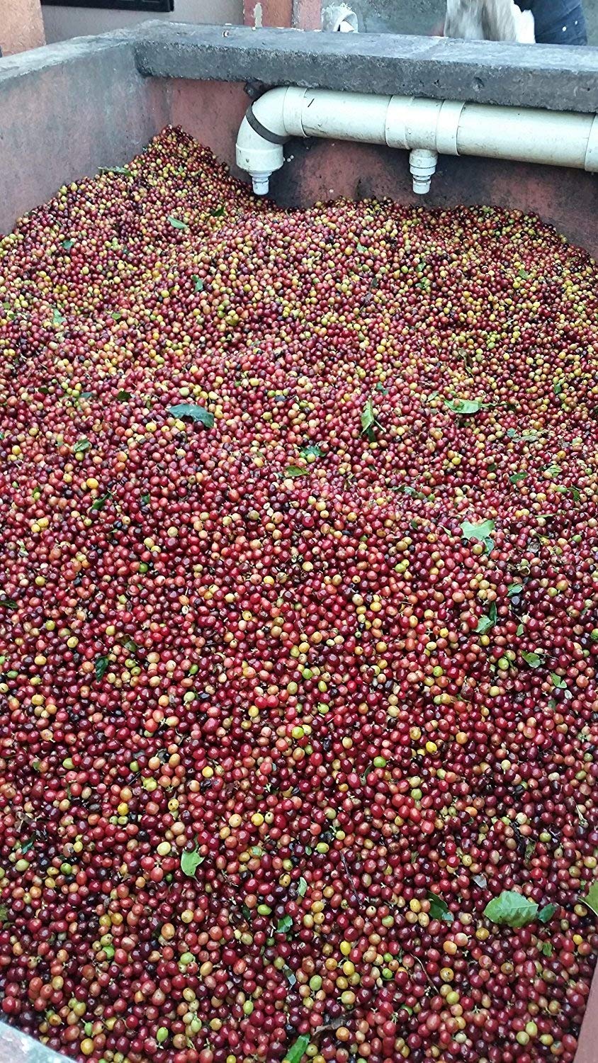 Colombian Green Unroasted Coffee Beans 3 Pounds Single Origin Farm Barcelona