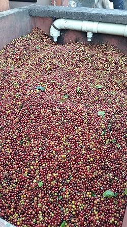 Colombian Green Unroasted Coffee Beans 3 Pounds Single Origin Farm Barcelona