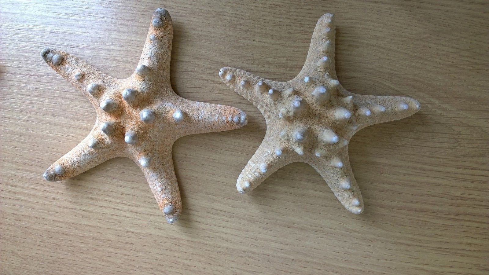 MaxJam Real Natural Knobbly Starfish 4-6 inch Nautical Shabby Chic Decorative Item Pick your Quantity (Pack of 4)