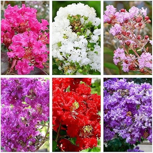 50 semillas mixtas de mirto de lagerstroemia de árbol de crepé mixto mezcla de 6 colores rojo morado rosa claro rosa oscuro blanco y flor lila ALQ