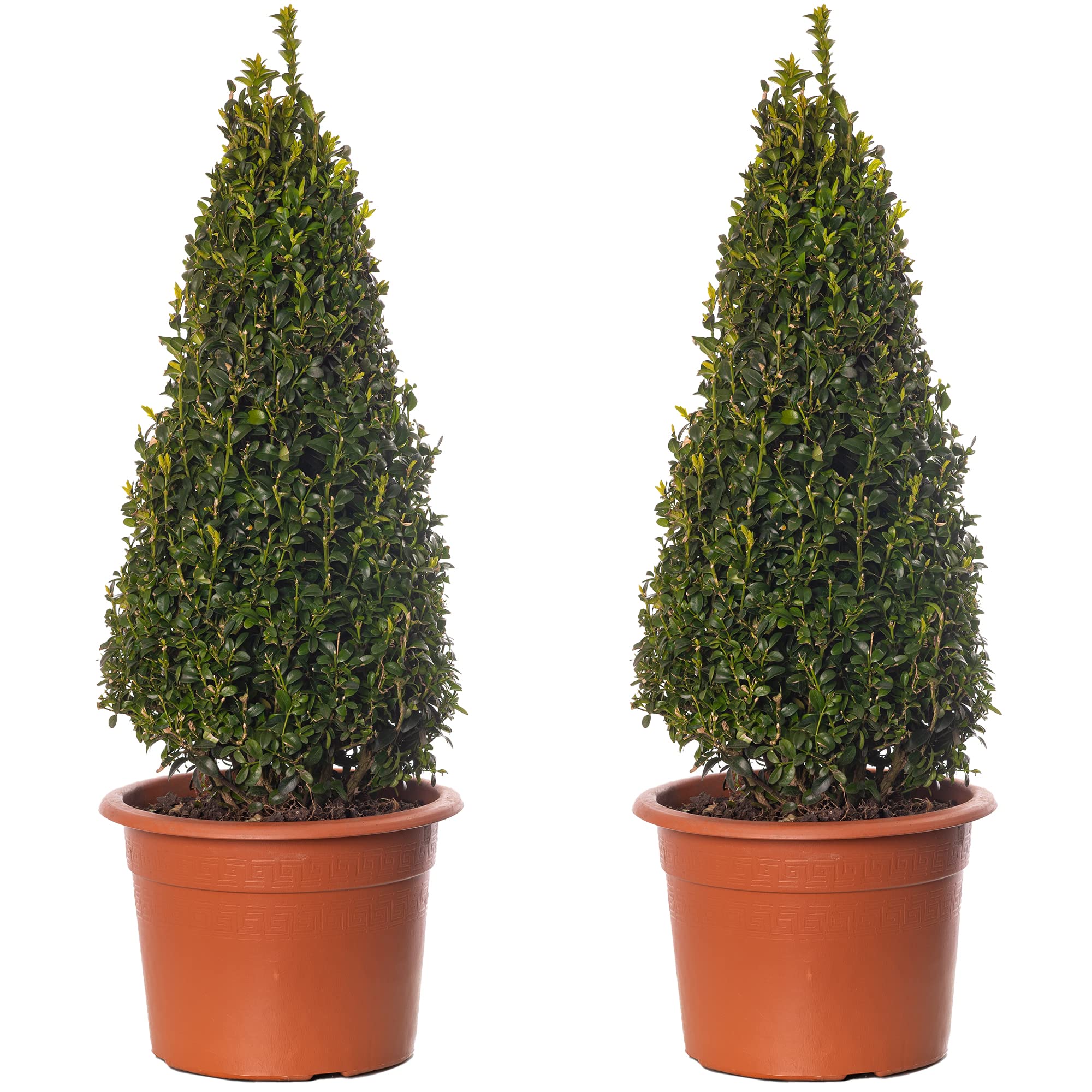 Buxus - Boxwood Shrub | Decorative Trained Pyramid Live Topiary | Cone Shaped Ornamental Evergreen Garden Plant | Pack of 2, 50-60cm