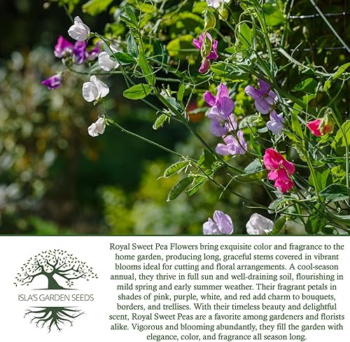 Miniatura 6 de Semillas de flores de guisantes dulces reales para plantar, más de 25 por paquete, semillas de jardín de Isla (semillas de jardín de Isla), semillas