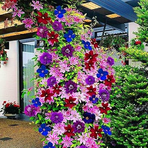 100Pcs Climbing Clematis Vine Seeds for Planting Mix Colors Clematis
