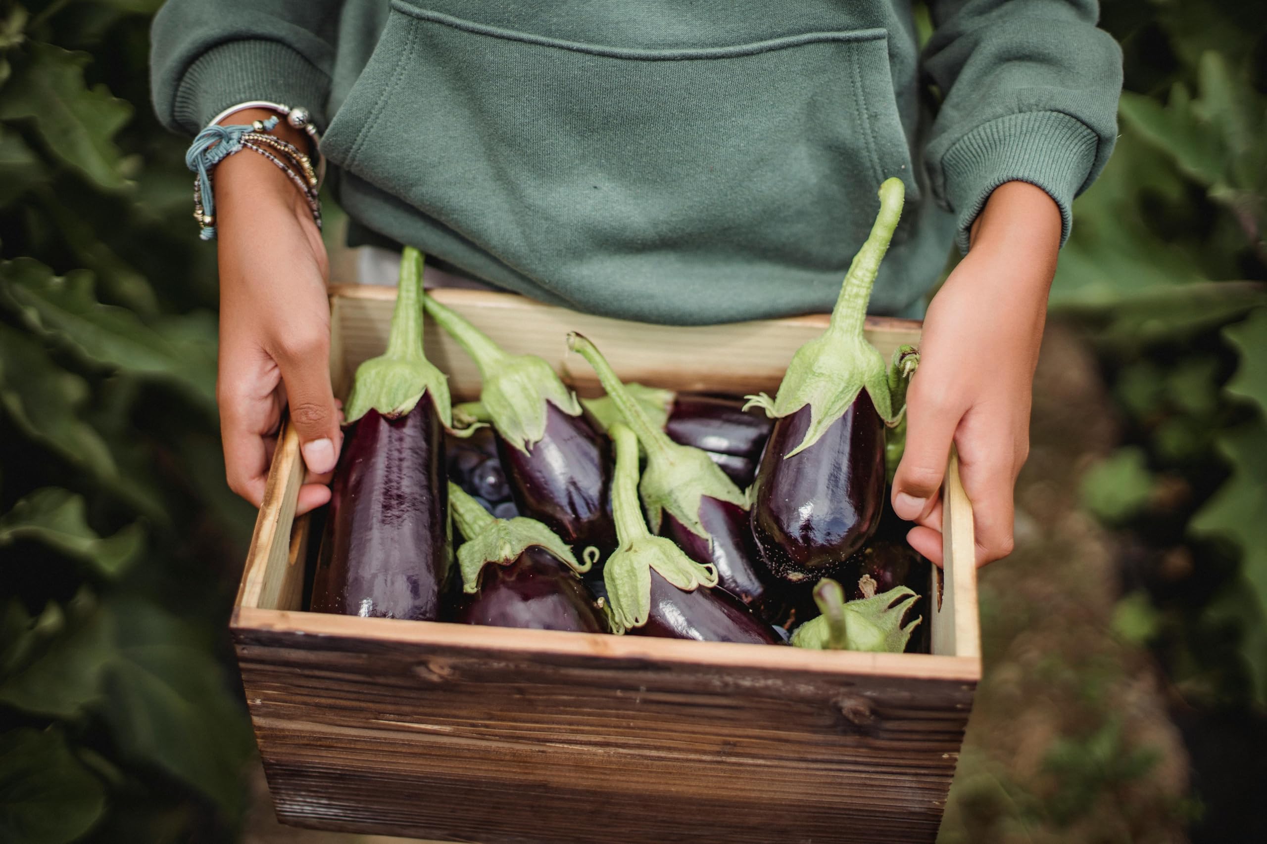 Aubergine Plug Plants Grow Your Own Vegetables 'Ready to Plant Now' (50, Aubergine)