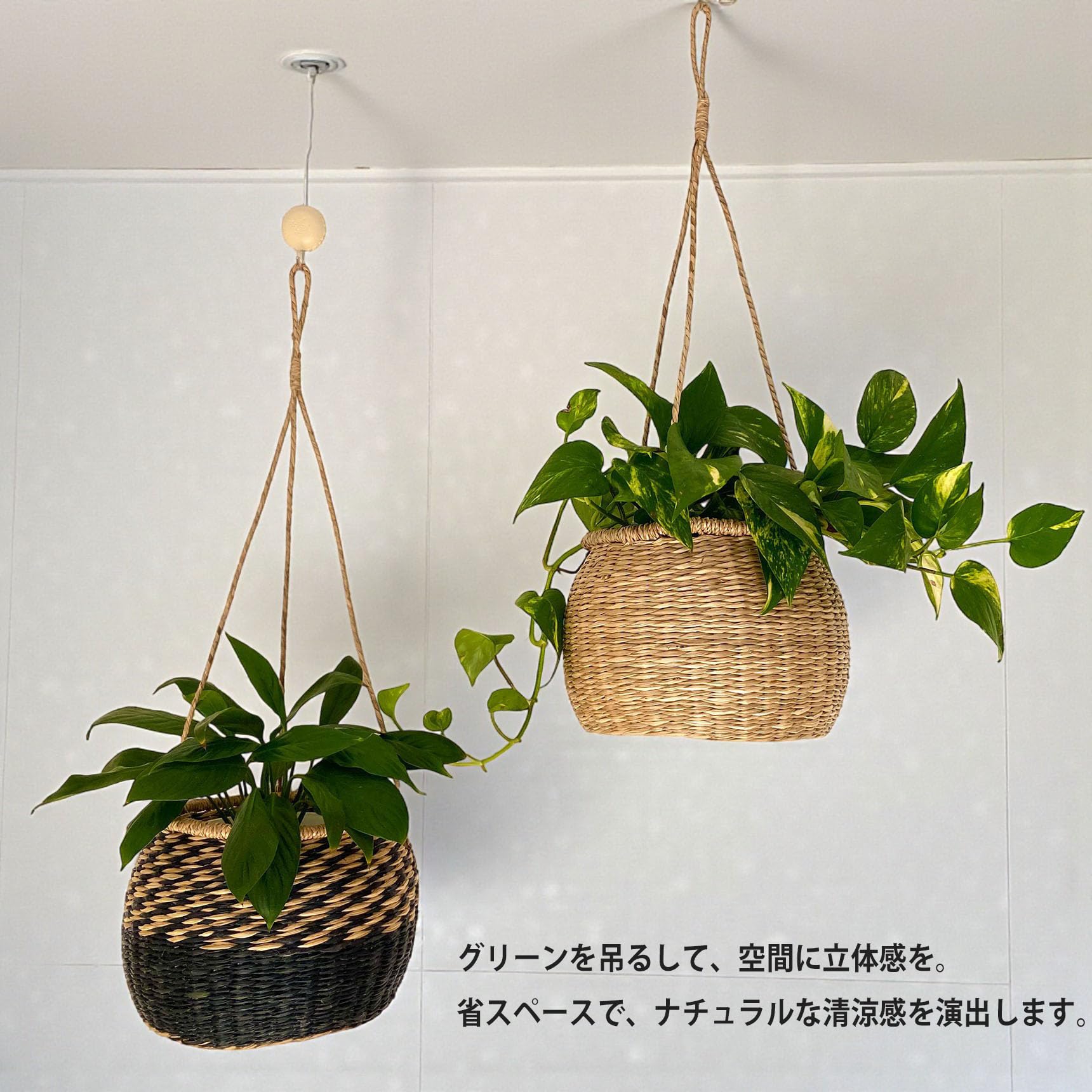 Amazon.co.jp: Vomcraft ナチュラルシーグラス吊り下げプランター 5号