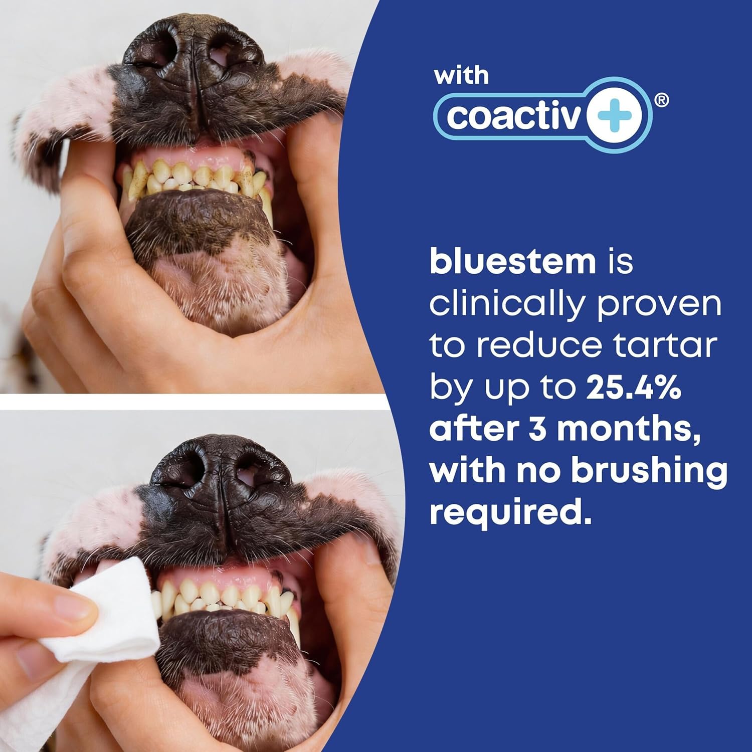 bluestem bluestem Cat and Dog Toothpaste – Scientifically Formulated Coactiv+ Pet Toothpaste Helps Reduce Plaque & Tartar, Freshens Breath, and Promotes Daily Dog and Cat Oral Care – Chicken Flavor (70g) Chicken Oral Kit in use