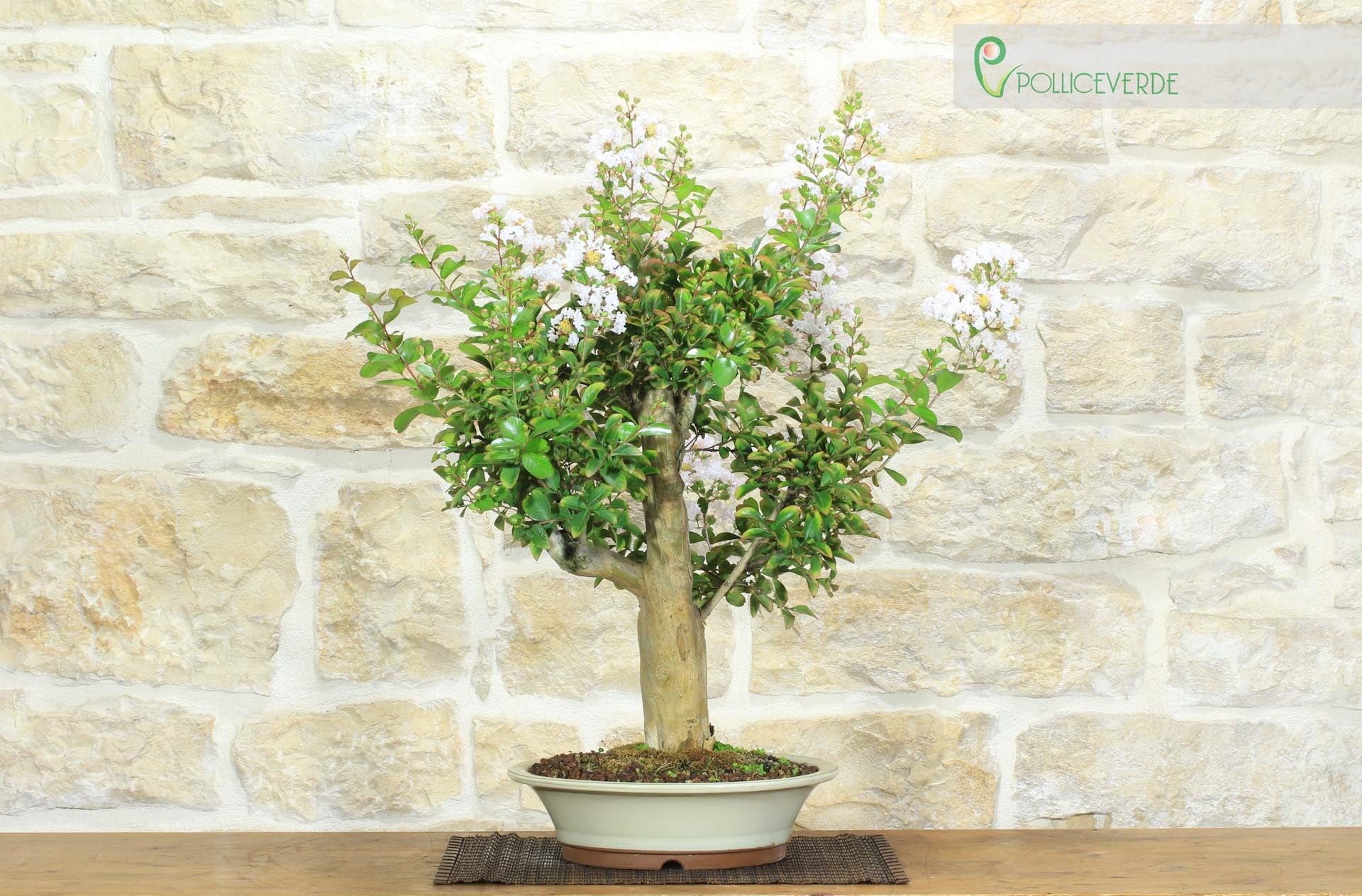 Bonsái de Lagerstroemia (42)