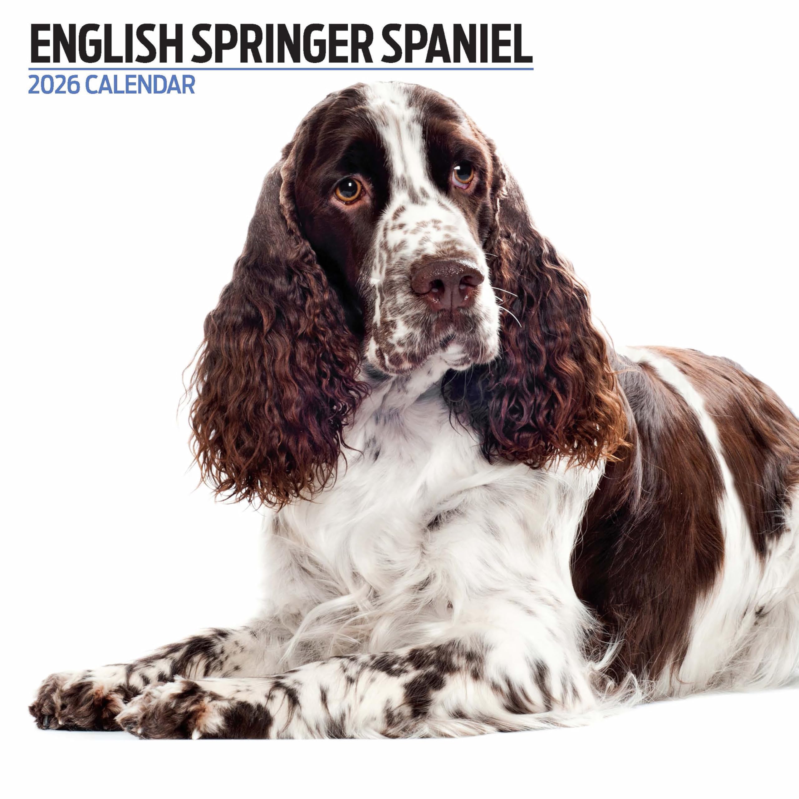English Springer Spaniel 2026 Modern Calendar