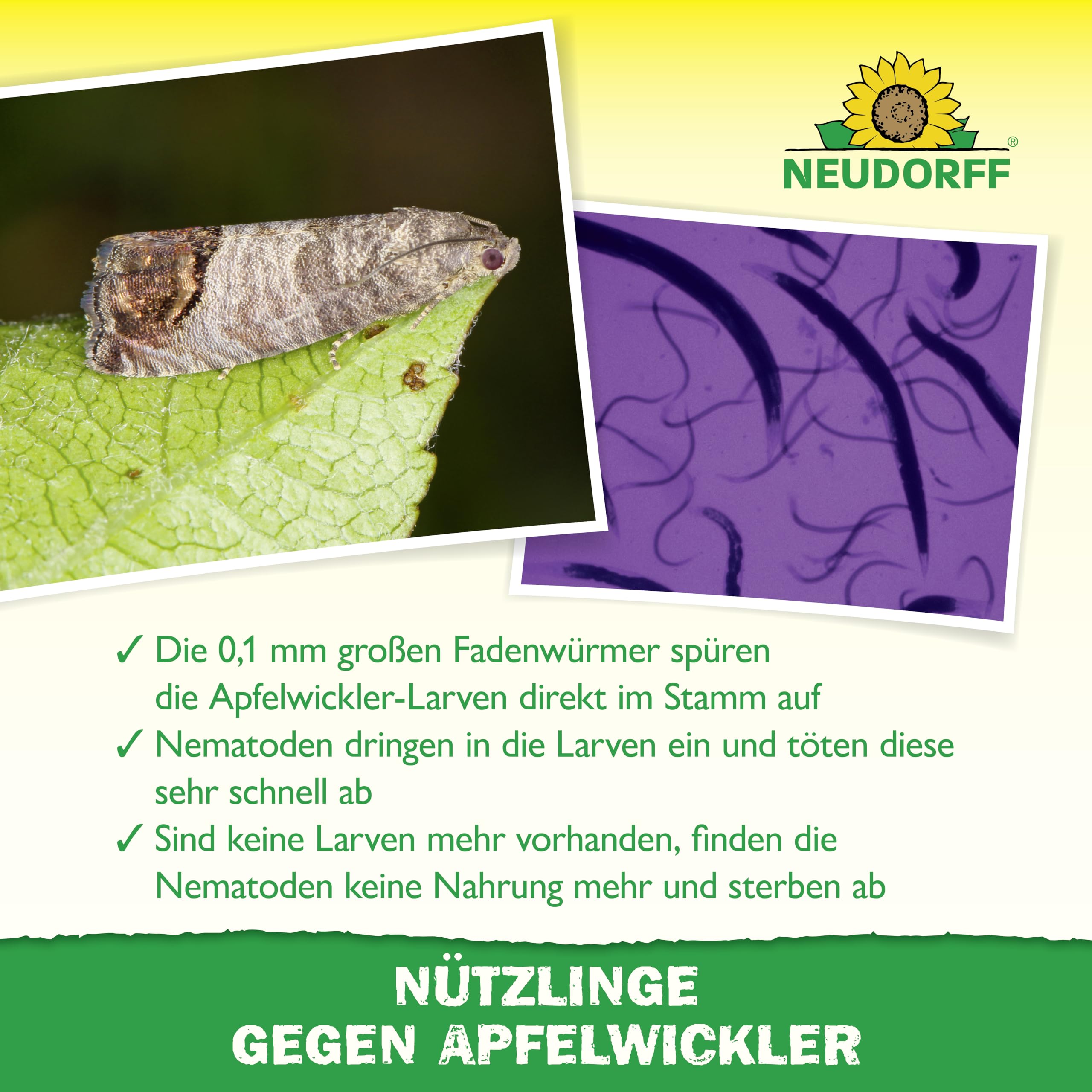 Neudorff Nützlinge gegen Apfelwickler – 5 Mio. SF-Nematoden zur natürlichen und schnellen Bekämpfung von Apfelwickler-Larven. Für 5 Apfelbäume