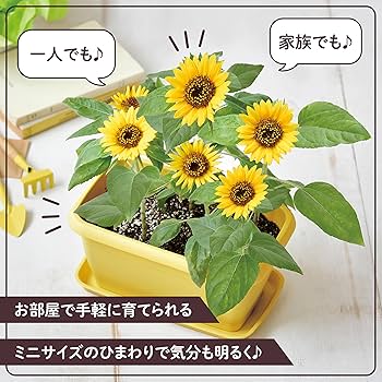 ひまわり様 專用 81C-UPfIQqL._AC_UF350,