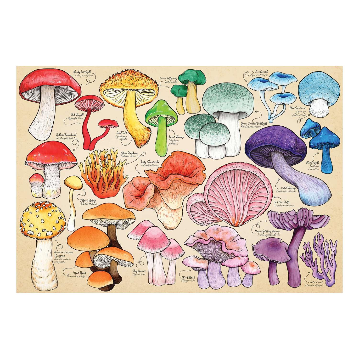The House of Puzzles Mushroom Mania Jigsaw - 1000 Piece Jigsaws for Adults Artist Illustrated, Scenic Landscape, Deluxe Puzzle Gifts
