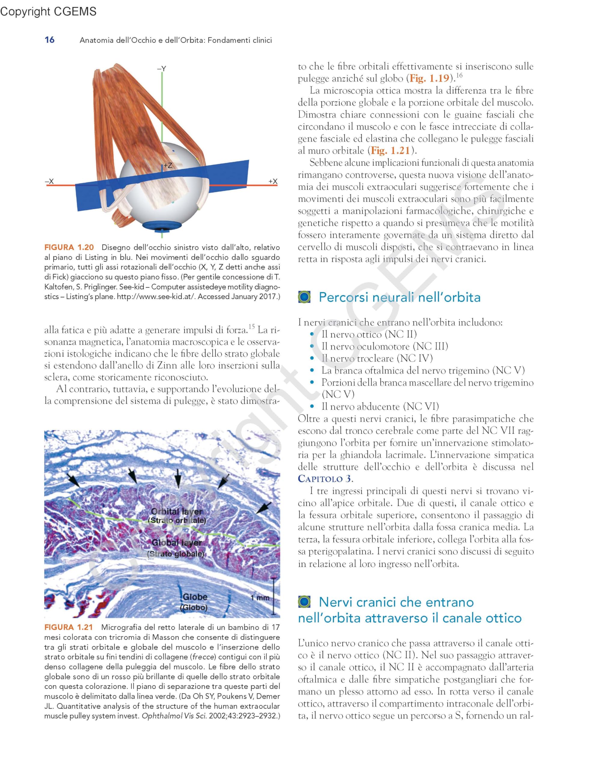 Anatomia dell'occhio e dell'orbita. Fondamenti clinici