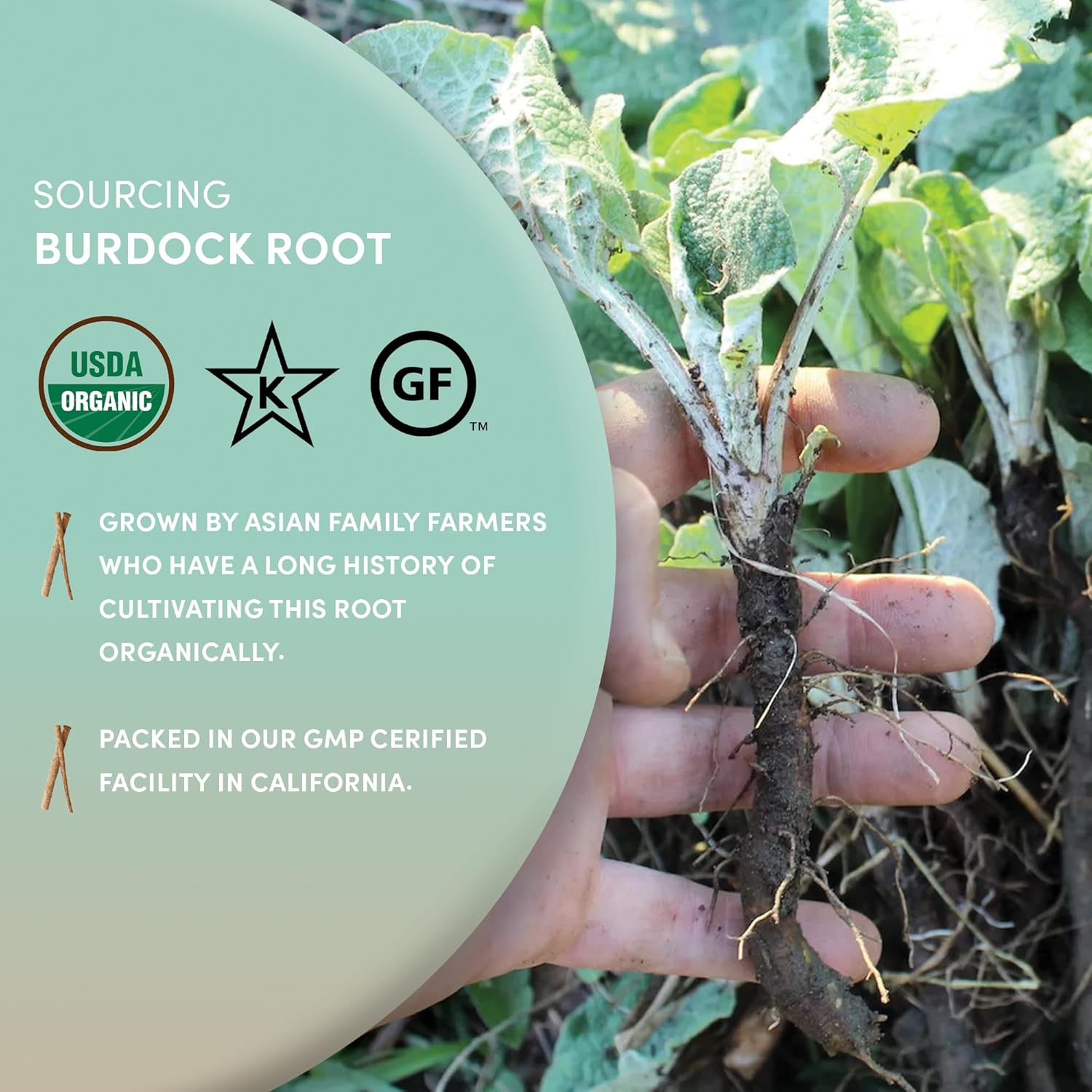 Worldwide Botanicals Organic Burdock Root – 1 lb - 100% Arctium lappa - Raíz de Bardana – Cut & Sift, Excellent Detox and Digestion Herb tea, Used to make Root Beer, 16 ounces - Image 4