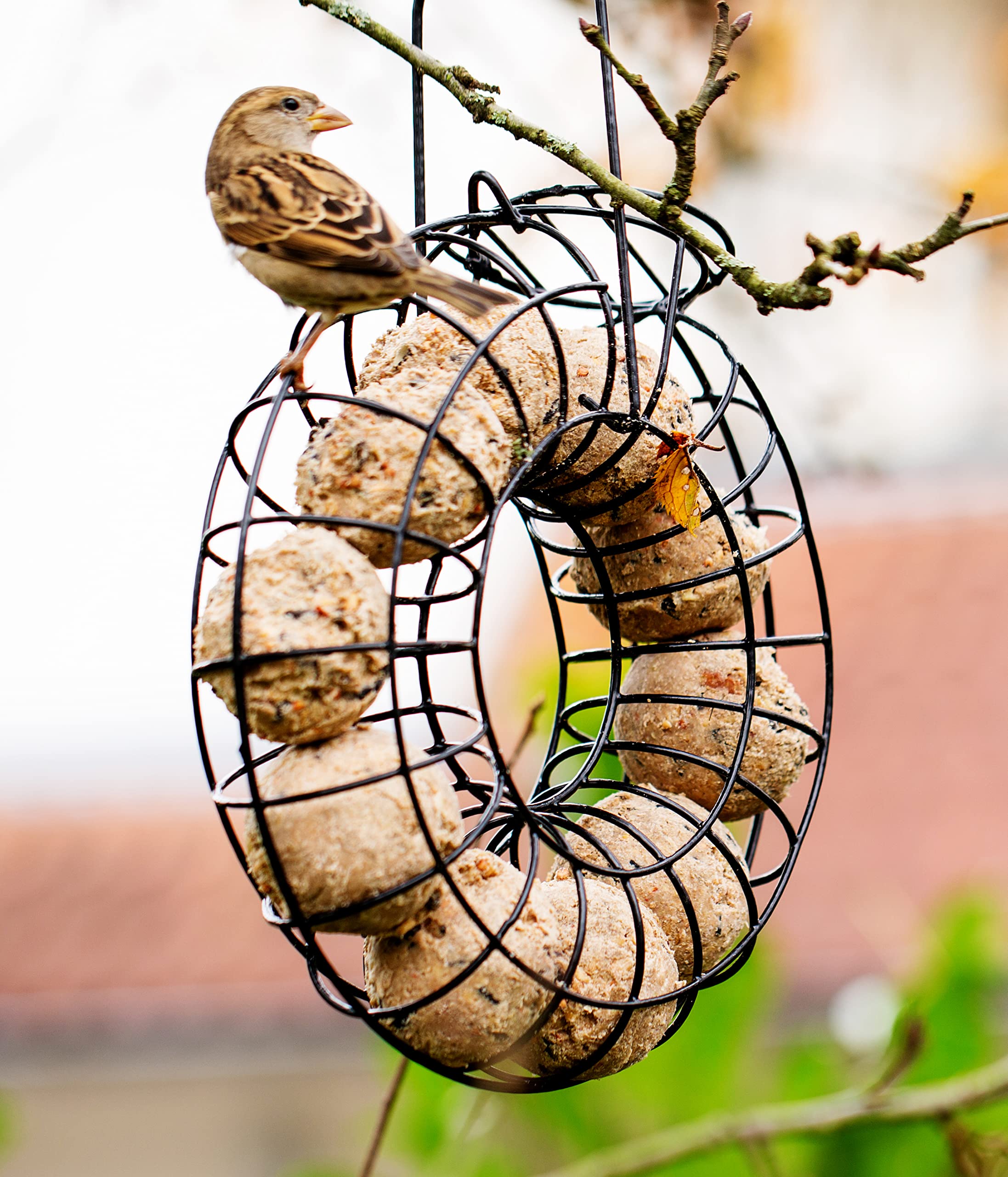 Dehner Natura Wildvogelfutter Starterset, Meisenknödel-Ring und Futtermix, 5-teilig