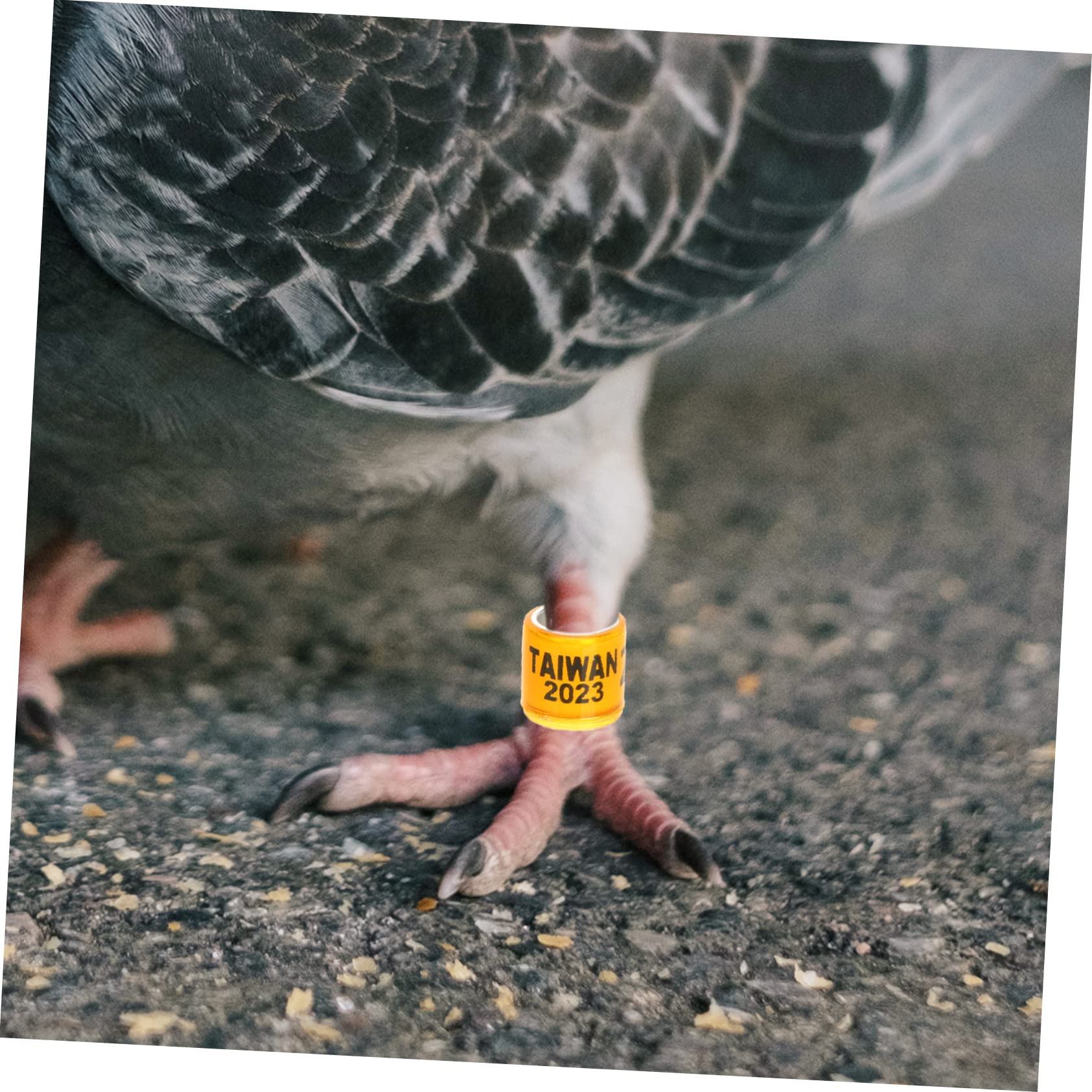BESPORTBLE 400piezas Anillos De Identificación para Pájaro Anillas De para Palomas De Suministros para Distinción De Aves