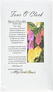 Sponsored Ad - Big Pack - 4 O'Clock Mix (500+ Seeds) Fragrant Mirabilis jalapa Flower Seeds - Marvel Of Peru - Butterfly H...