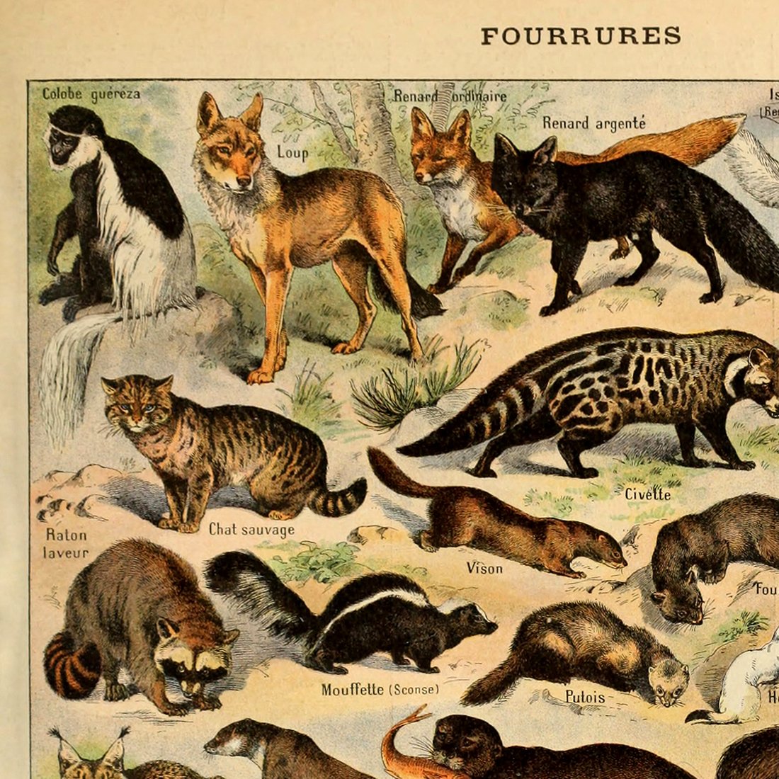 Vintage Poster Print Wall Art Decor Retro Wild Animal Species