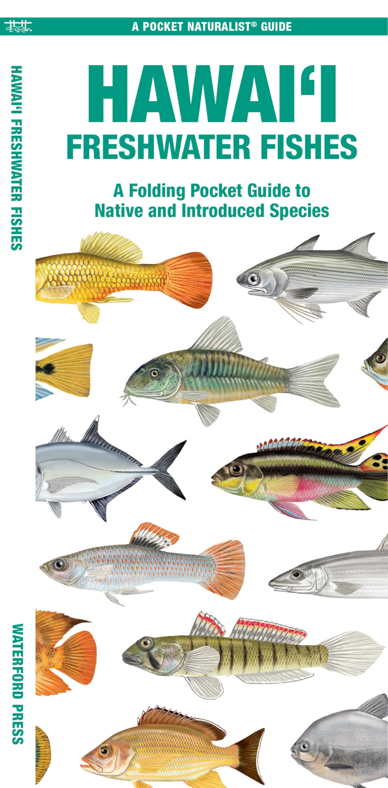 Hawai'i Freshwater Fishes: A Folding Pocket Guide to Native and Introduced Species (Nature Observation North America)