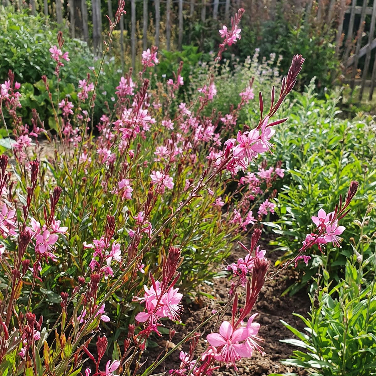 Bloomique - Set di 3 - Gaura Lindheimeri ‘Siskiyou Pink’ - Bellissima candela - Ricca fioritura - Resistente all'inverno - Perenne - Altezza 10-20 cm - Vaso 9 cm