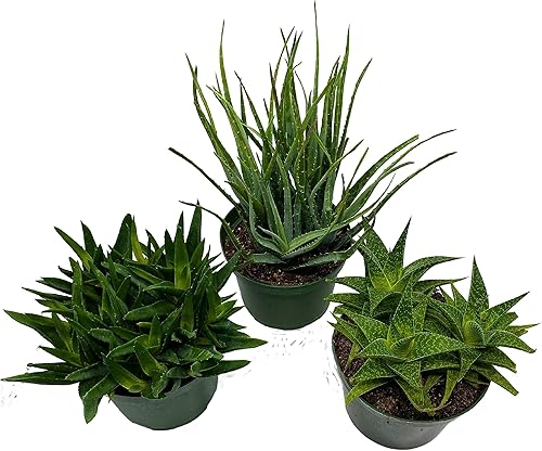 Miniatura 3 de BubbleBlooms Surtido de aloe, juego de 3 variedades de aloe, elección del cultivador en macetas de 6 pulgadas