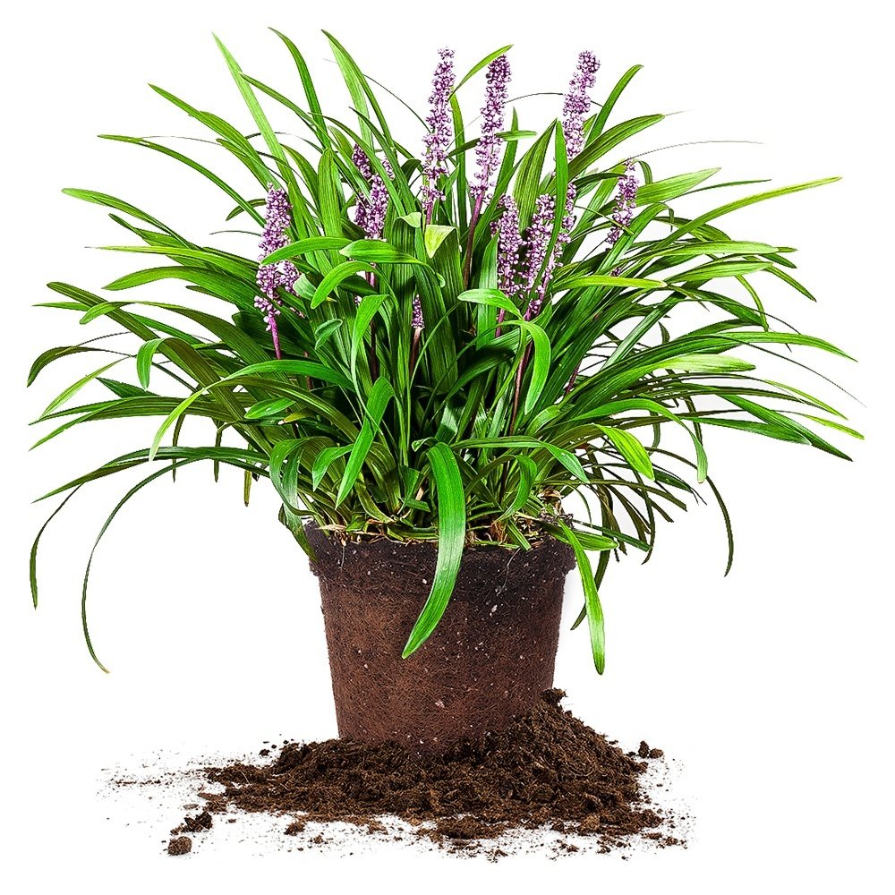 Royal Purple LIRIOPE - Size: 1 Gallon, Live Plant, Includes Special Blend Fertilizer & Planting Guide