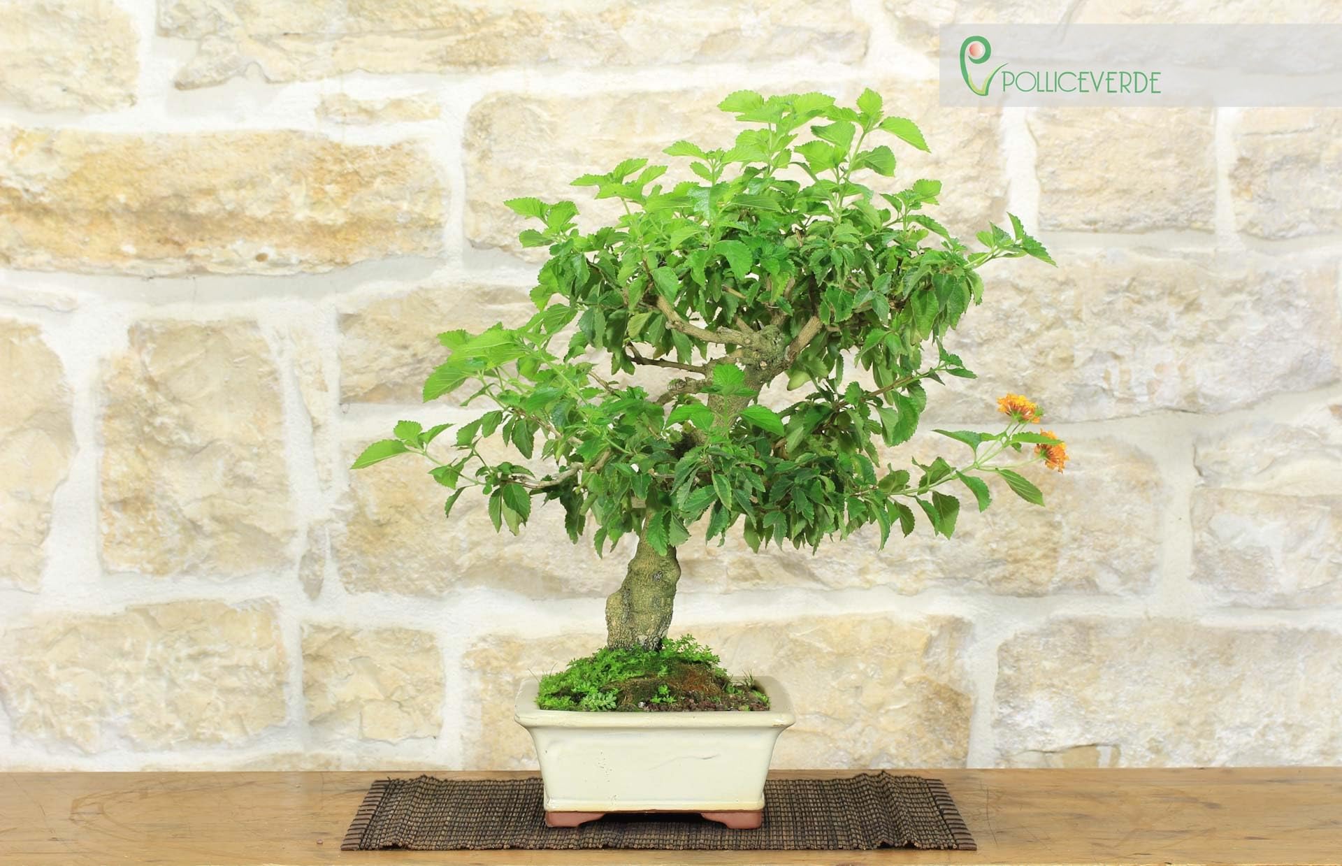 Bonsai di Lantana Camara (38)