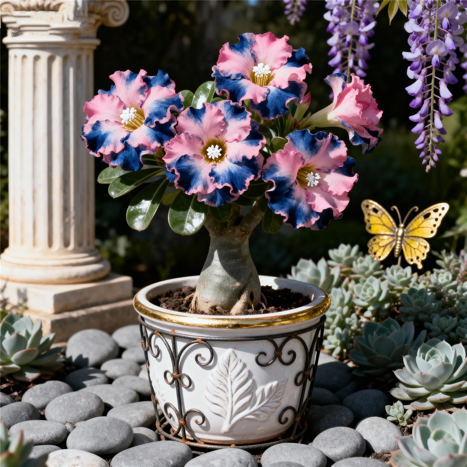 Perennial/Rare Desert Rose Plant Bulbs for Planting Now UK/Adenium/Excellent Display/Low Maintenance/Grow Fast-2bulbs-D — image 1