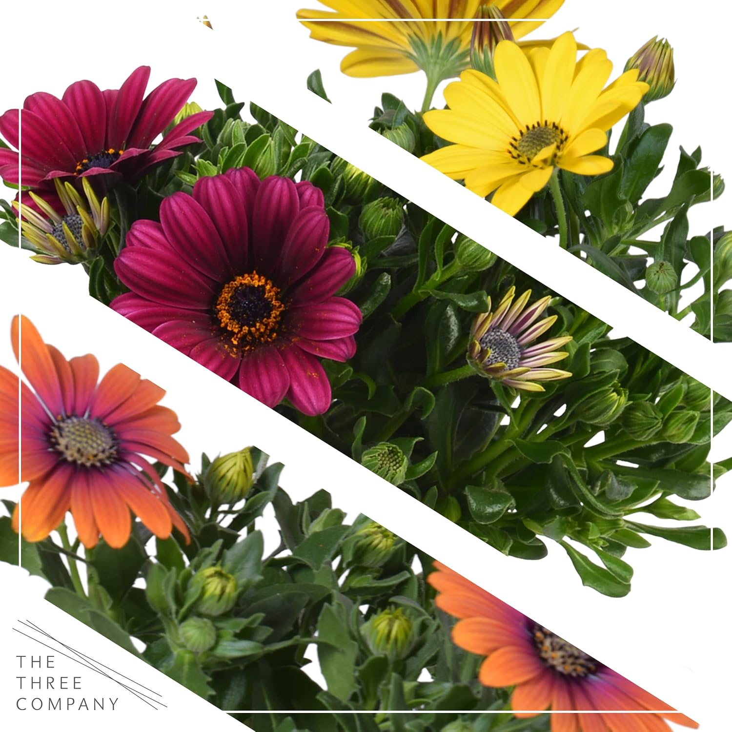 Live New Guinea Impatiens (3 Plants) & Osteospermum (3 Plants) Flower Bundles - Beautiful Assorted Color 12" x 5" Spring Garden Flowers in 1 Qt Pots