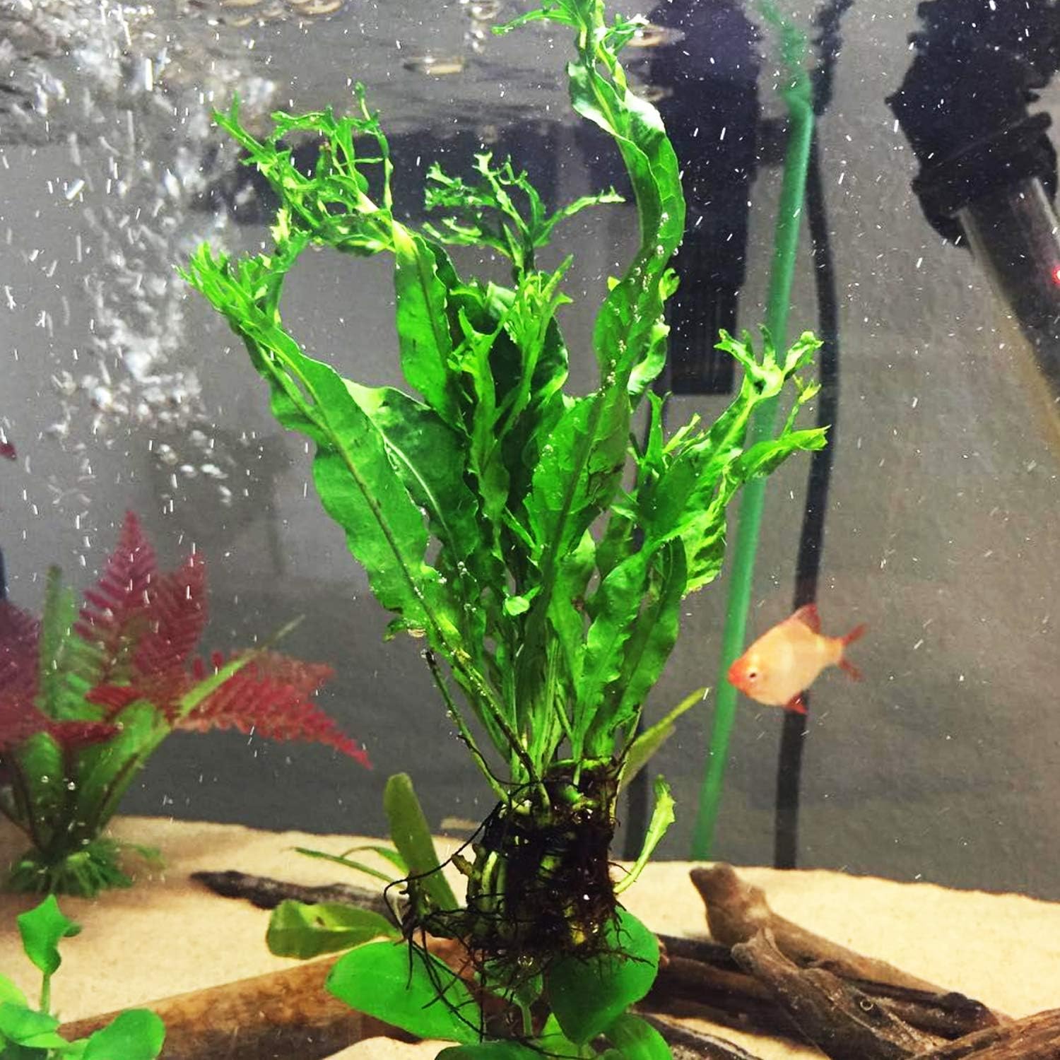 Amazon.com: Marcus Fish Tanks Java Fern Windelov Microsorum pteropus ...