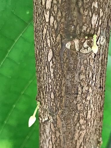 Miniatura 5 de TRINITARIO Theobroma Cacao Cacao Chocolate Árbol Frutal Planta en maceta ROJO Mediano