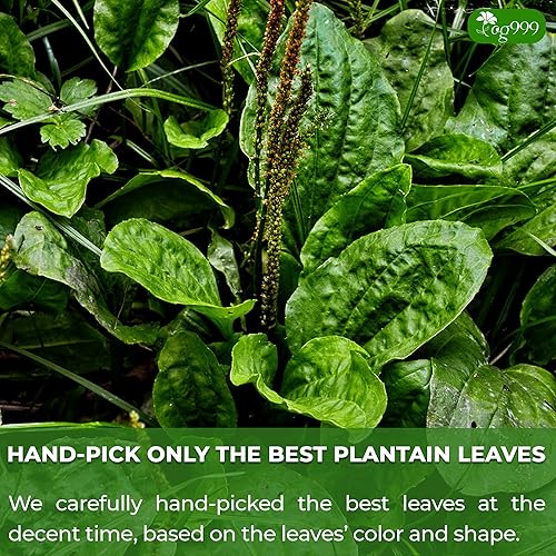 Miniatura 6 de TOG999, Bolsas de té premium, 100% natural y puro, té de hierbas de hojas sueltas. Sin azúcar, sin gluten, vegano. (60 bolsas, té de plátano)