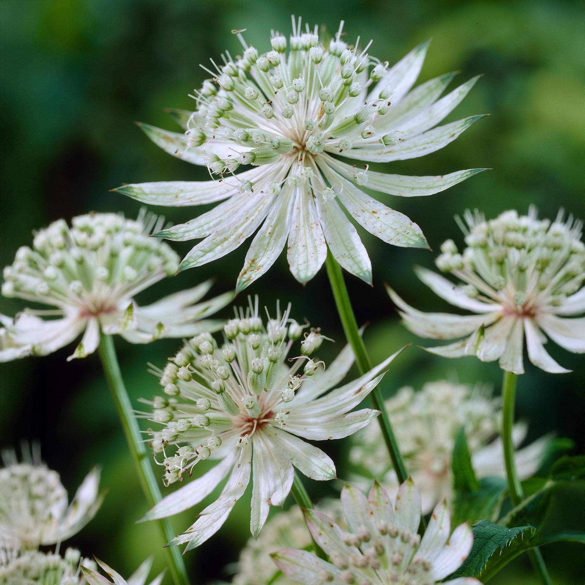 Astrantia Shaggy - Masterwort Plant with Divided Foliage and Large Green and White Flower Bracts - Summer Flowering Astrantia Plants Garden Ready - Fully Hardy Perennial Plants (9cm Pot, 10-20cm)