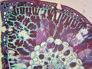 Gymnosperms Pine, Single-Needle Leaf - Microscope Slide