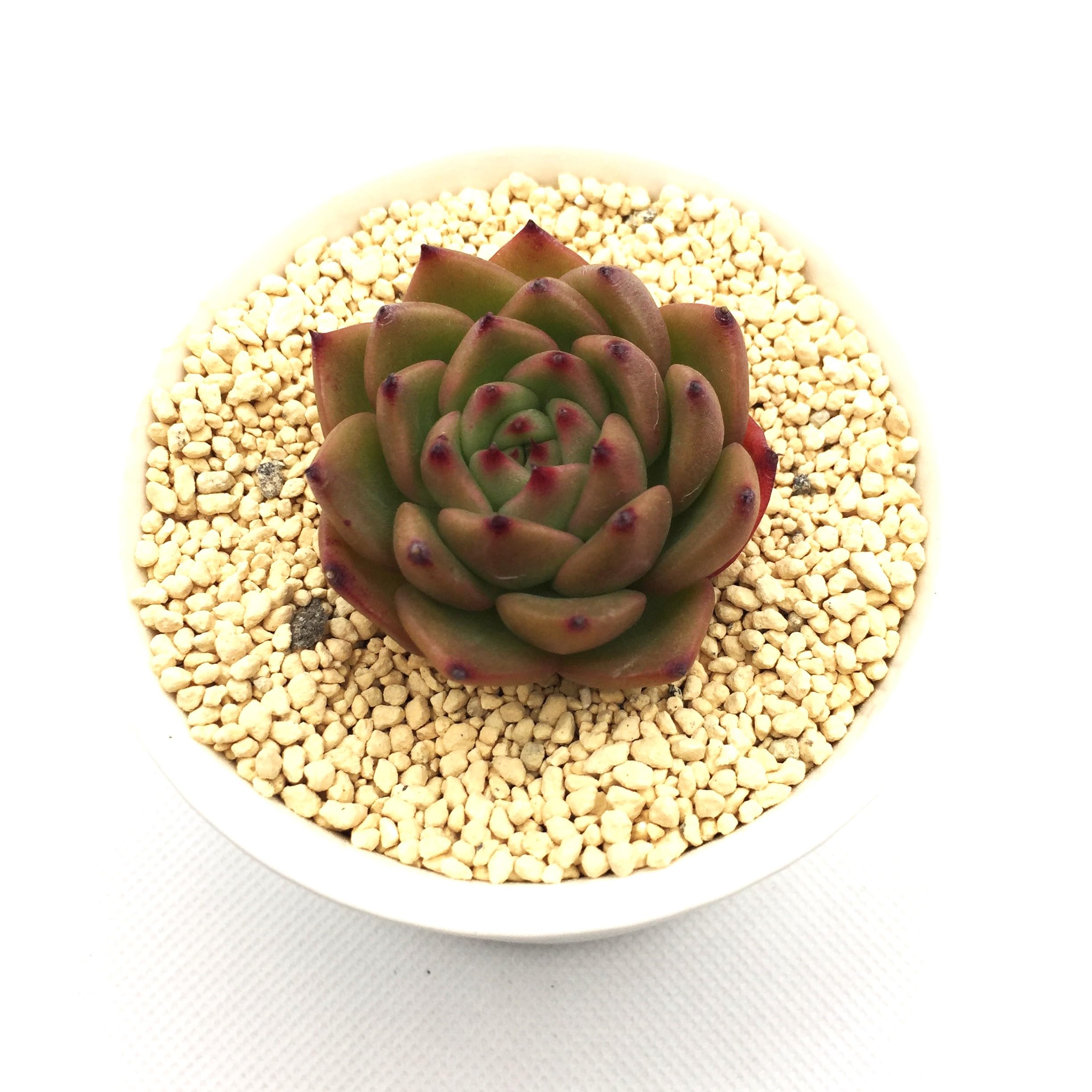 多肉植物　アンストーン Amazon.co.jp: アンストーン 多肉植物7.5㎝ポッ ト エケベリア
