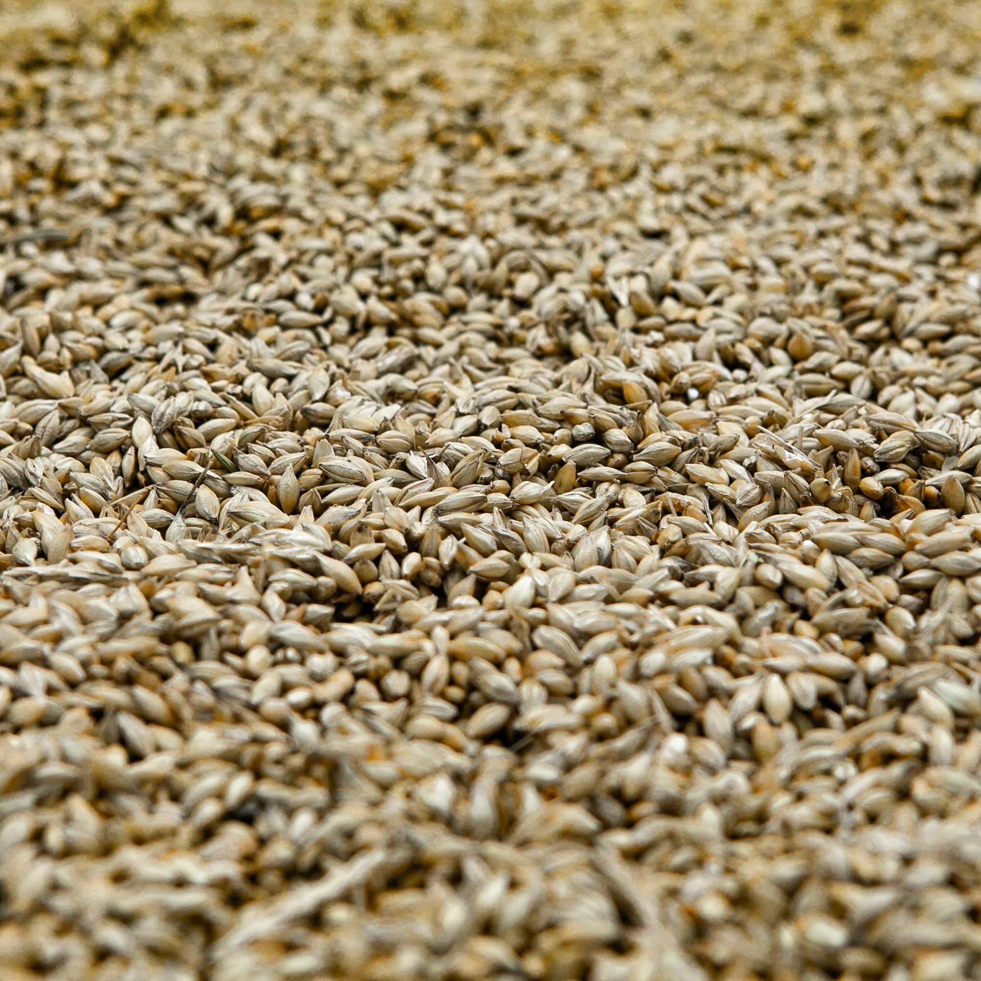 Browin 408500 Molinillo de chatarra manual de 1 kg, molinillo de grano manual con tolva alta para moler malta en cerveza, harina a pan, maíz y guisantes plata