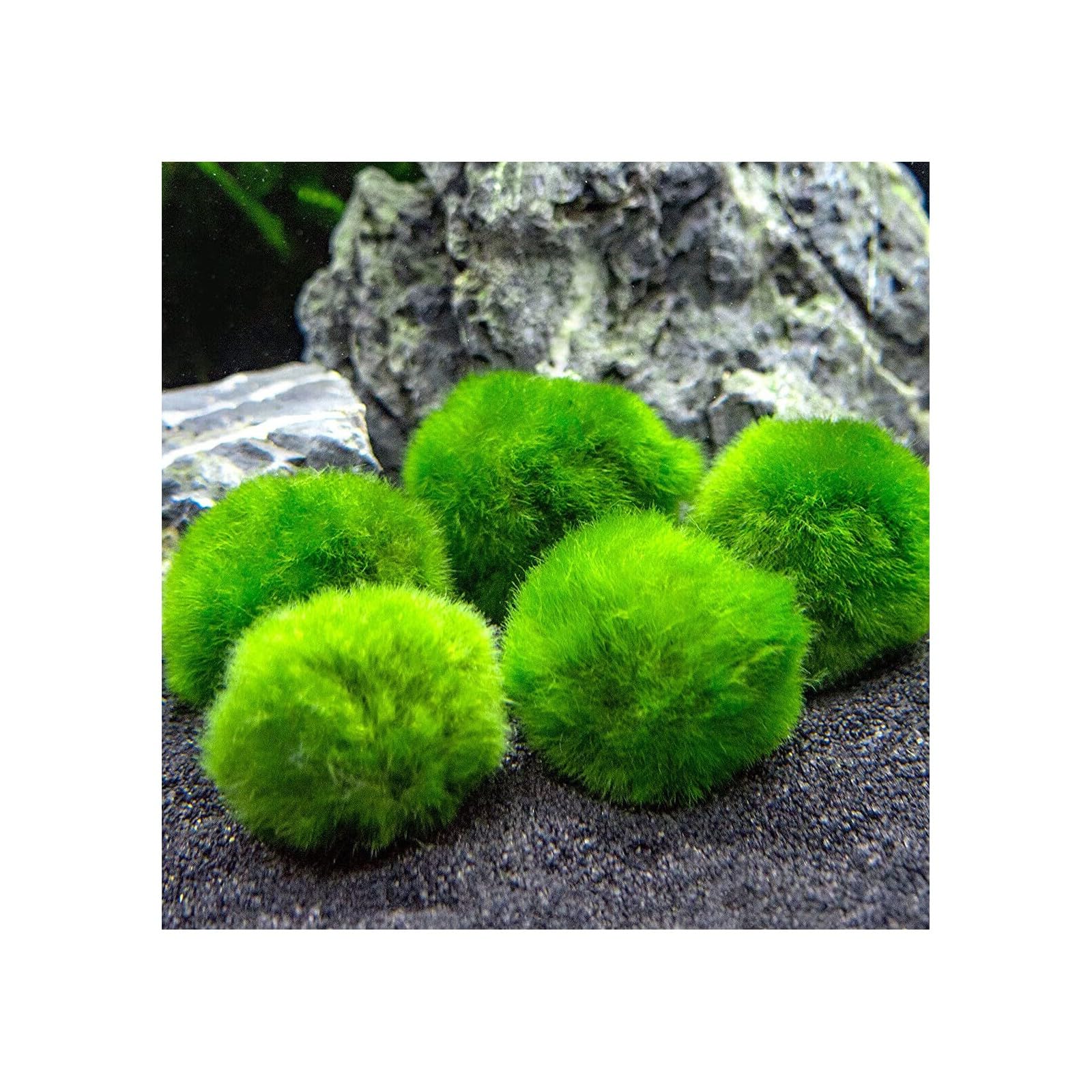 Marimo (2-3 cm) - Alga Palla Cladophora Aegagropila Muschio con Certificazione, Decorazione Naturale per Acquari, Terrari e Bomboniere - Spedizione sigillata 100% umidità (2 pezzi)