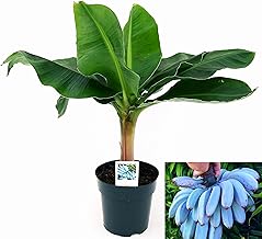 POWERS TO FLOWERS - BANANO A FRUTTO BLU, (BLUE JAVA) VASO 17CM, PIANTA DEL BANANO, pianta vera